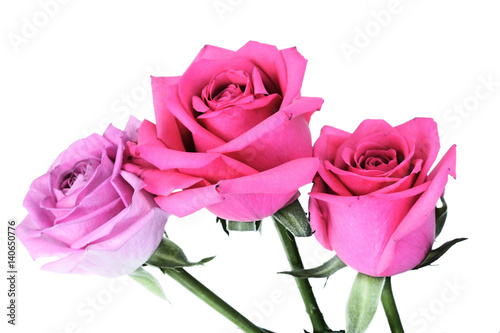 Close-up of pink rose on white background