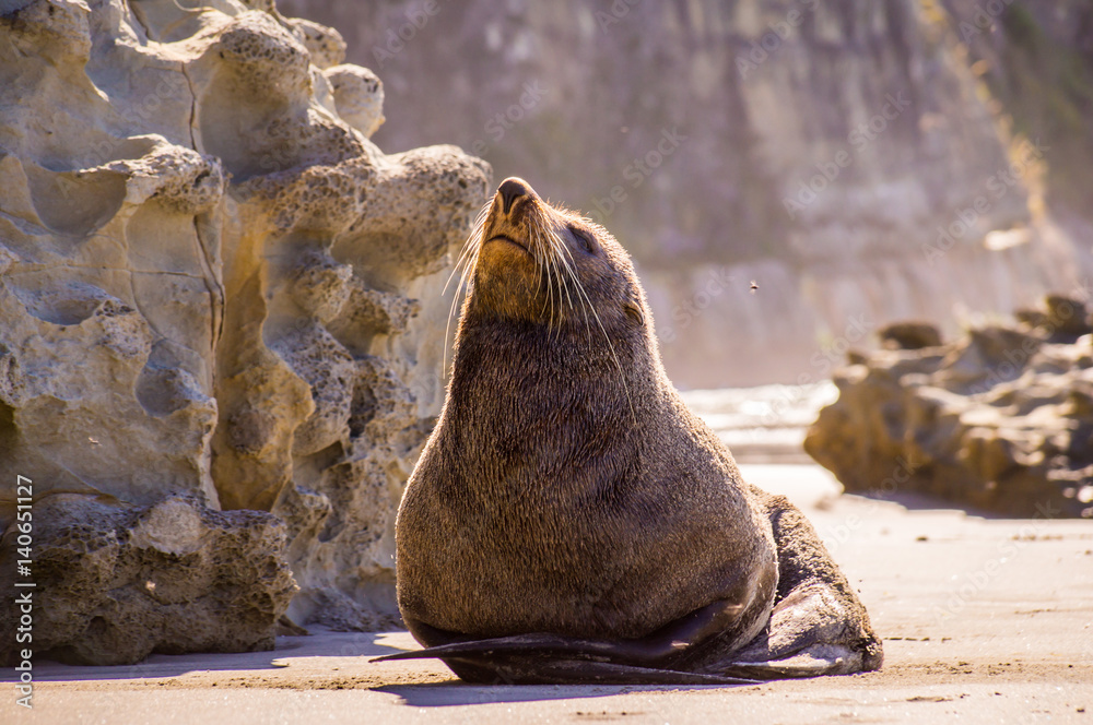 Seal on beach enjoying the sun in New Zealand Seal on beach enjoying the sun in New Zealand