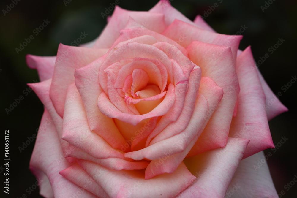 Obraz premium Beautiful Rose flower in the garden