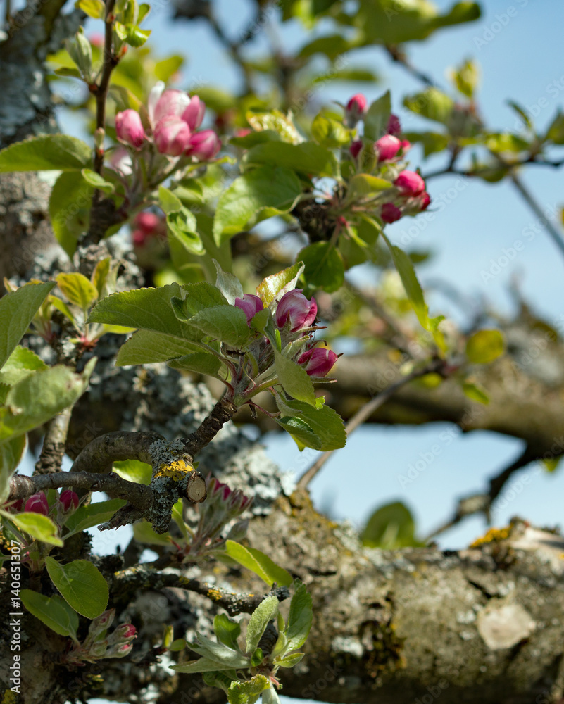 Apfelblüte Apfelblüte