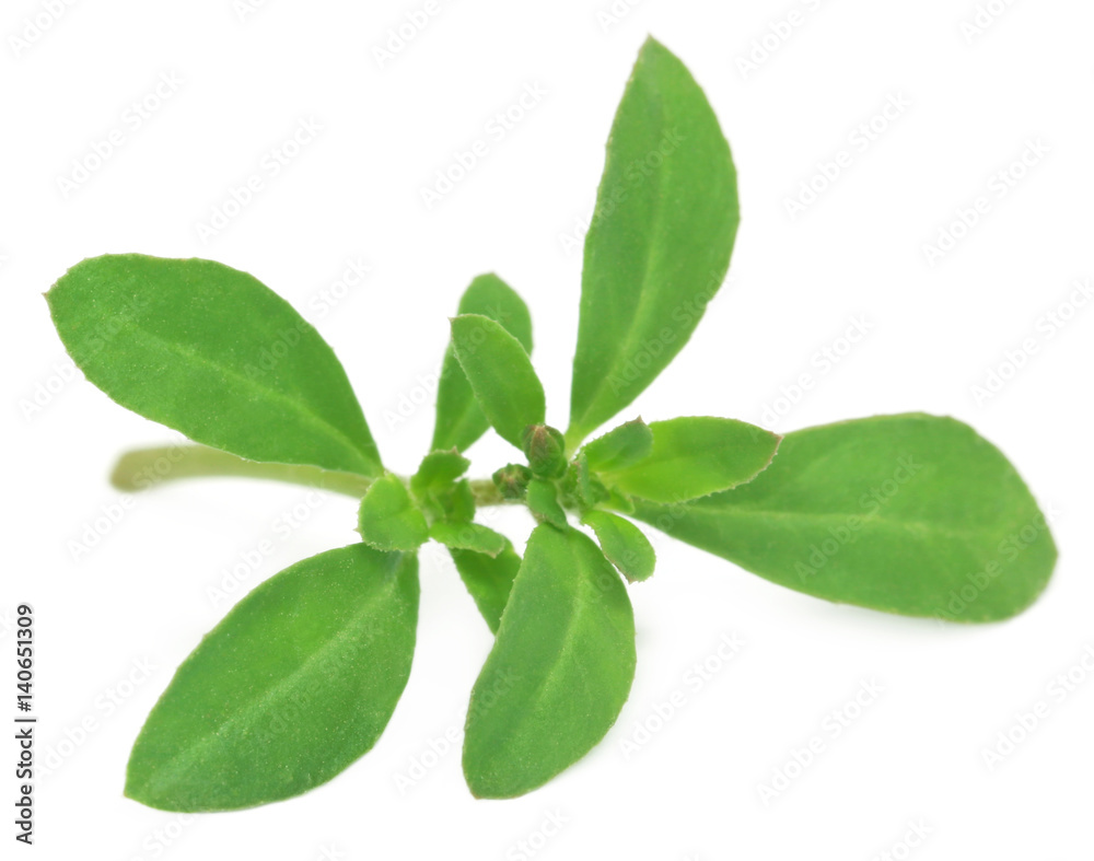 Thyme leaves Thyme leaves