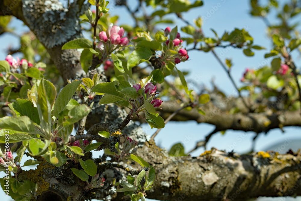 Obraz premium Apfelblüte