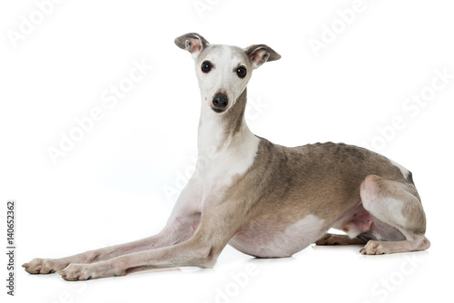 Alter Whippet