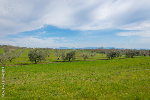 Campo di ulivi © mauropesci