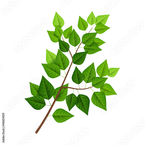 Tree branch with green leaves isolated on white