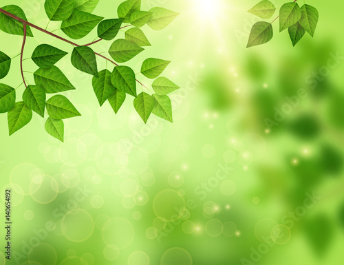 Forest background with sun light through leaves.