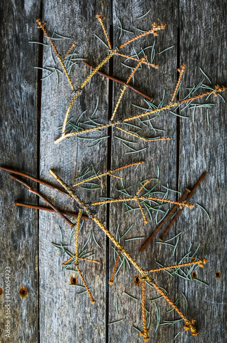 The branches of the fallen spruce