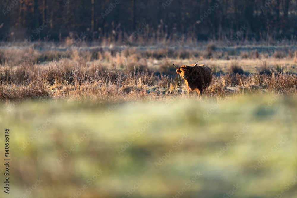 Highland cattle standing between tall grass. Highland cattle standing between tall grass.