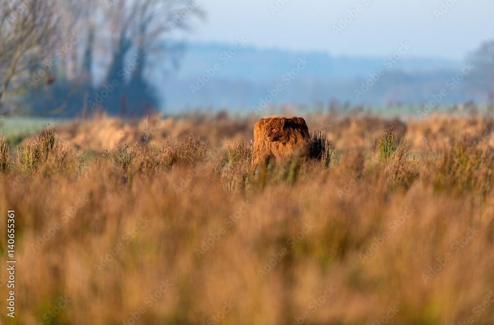 Young highland cattle standing in tall grass.