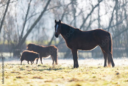Fototapeta Naklejka Na Ścianę i Meble -  Horse, pony and sheep in meadow on cold winter morning.