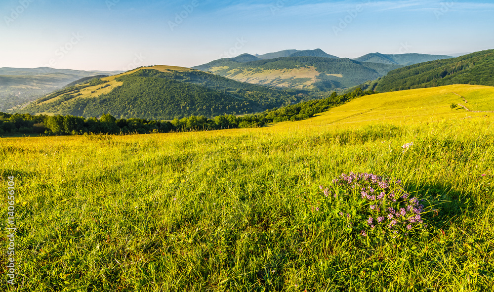 wild flowers on rural hillside