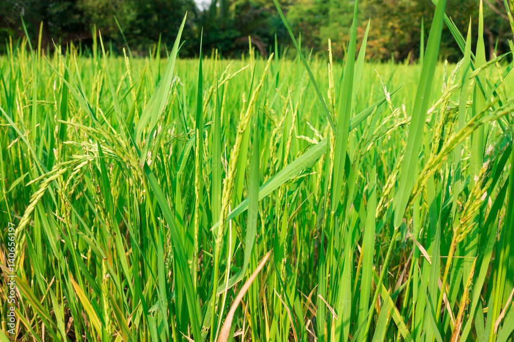 Obraz premium Close up rice field