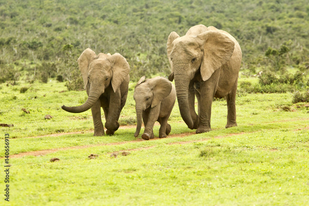 African elephant family on the move