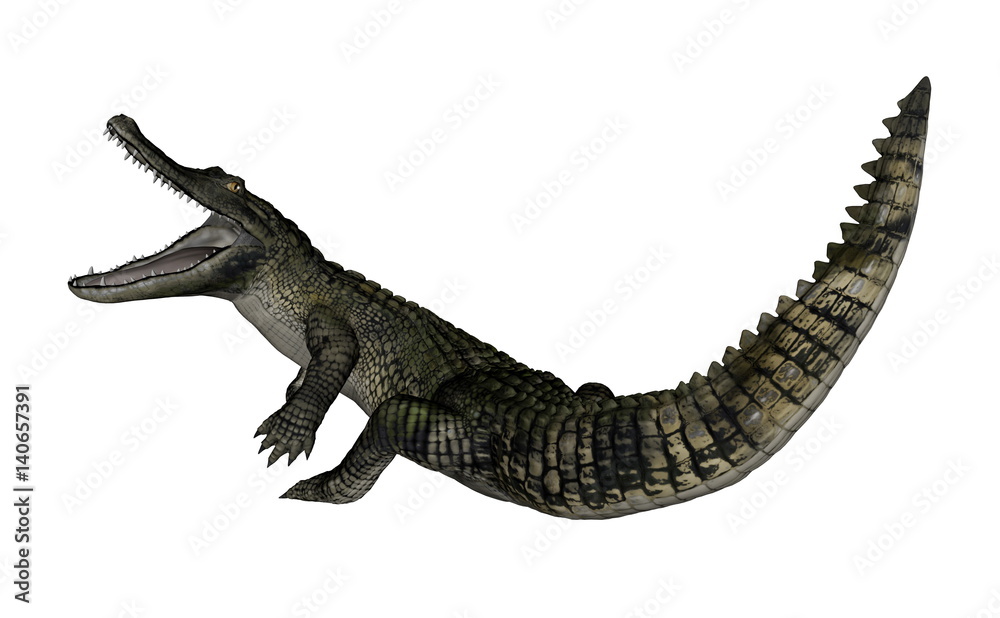 Naklejka premium Caiman roaring up - 3D render