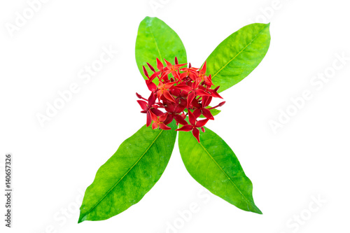 red Ixora isolated on white with clipping path.