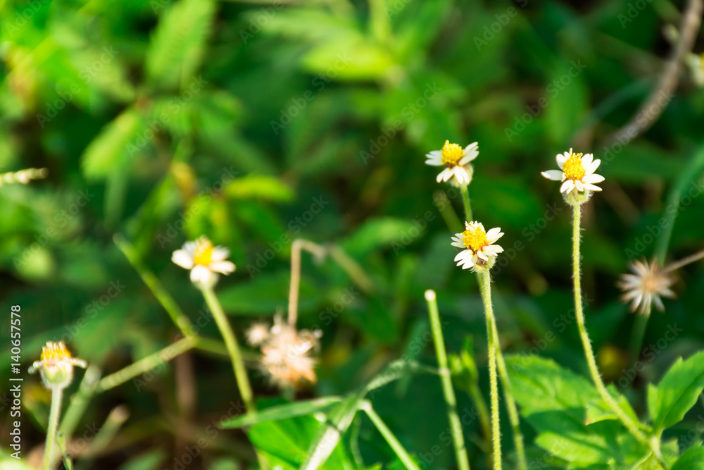 flowers flowers