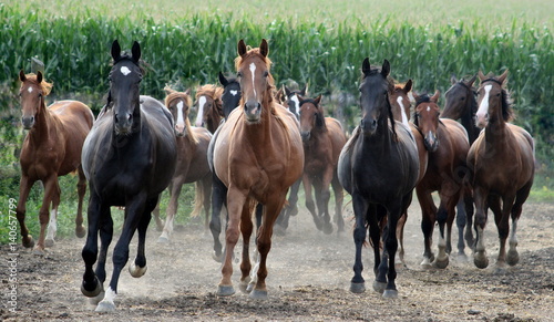 Three leaders, 3 beautiful horses in front of a herd of wild horses running straight to you