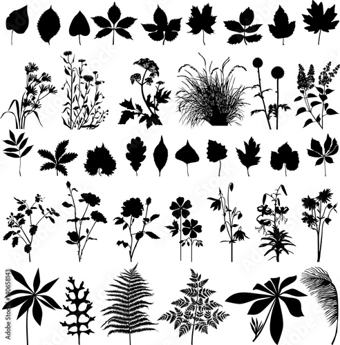 Collection of leaves and plants