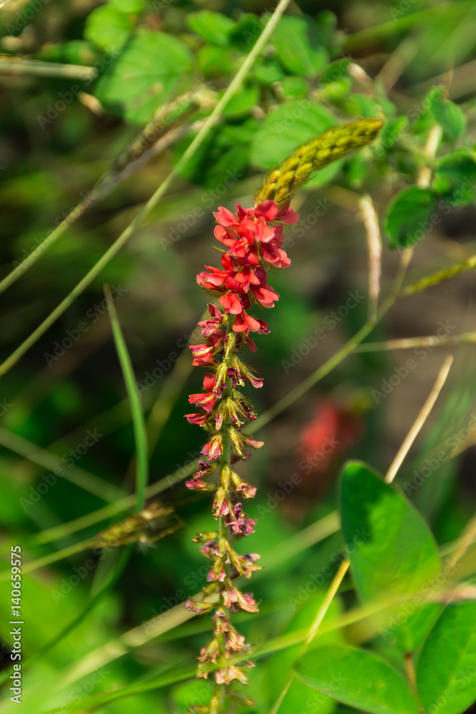 Flower of grass