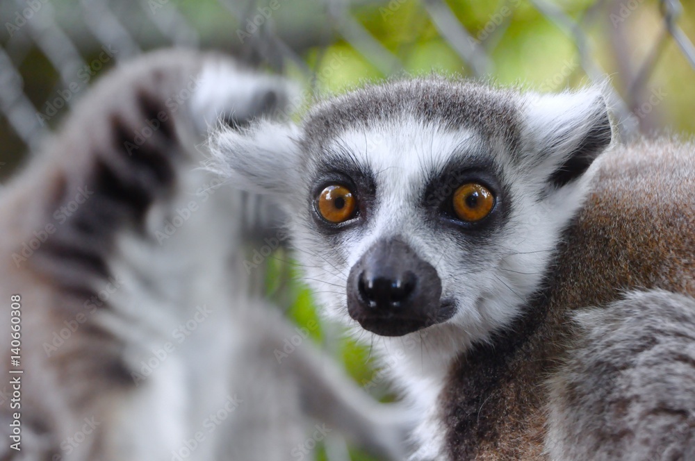 Fototapeta premium lemur looking to camera