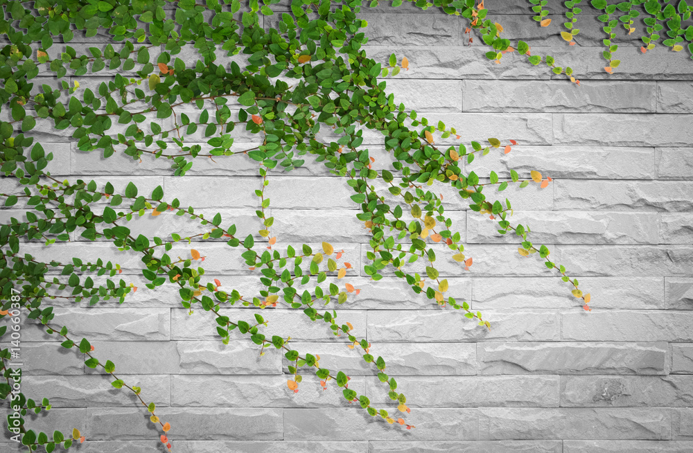 Fototapeta premium Ivy on bricks wall for background.