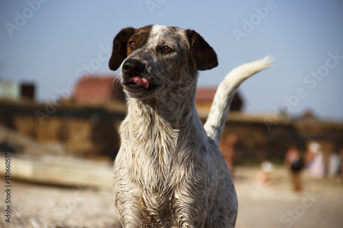 Dog
