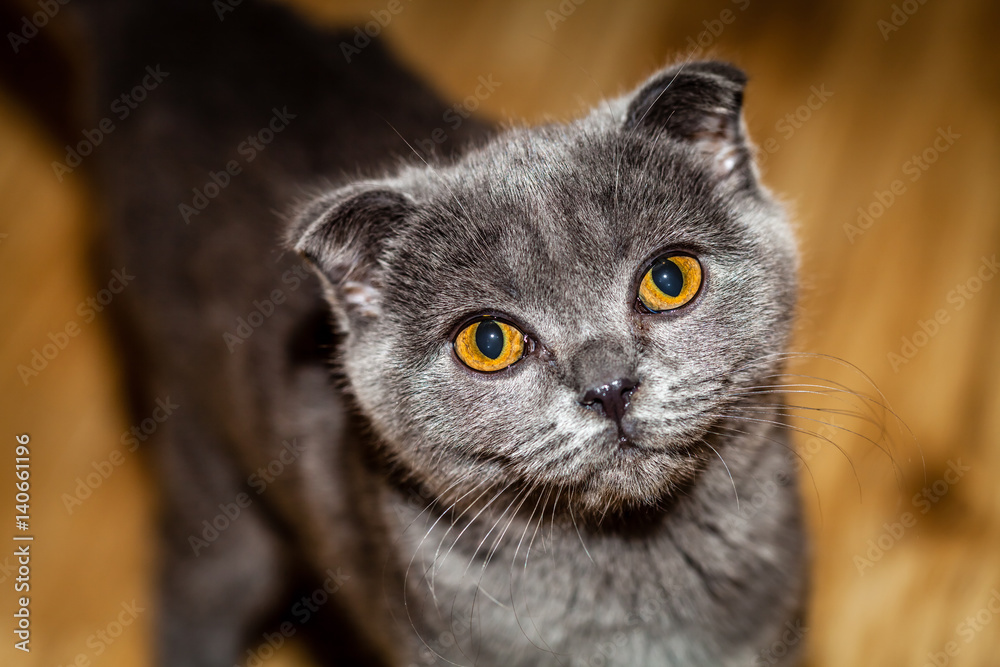 Color picture of Scottish Fold kitten, close-up