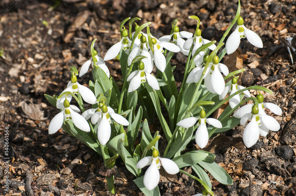 Group of common snowdrops in spring soil closeup Group of common snowdrops in spring soil closeup