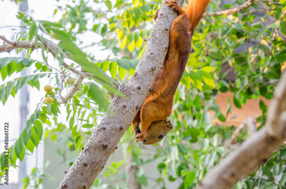 Young cute red Squirrel fur funny pet looking for food.