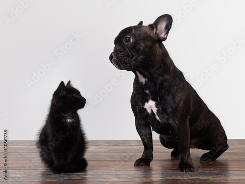 Black dog and kitten cute sitting on the floor. Light background