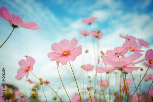 Fototapeta Naklejka Na Ścianę i Meble -  Cosmos flower blossom in garden
