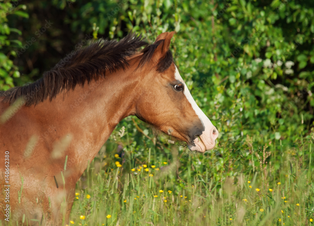 portrait of running welsh pony in the field at freedom