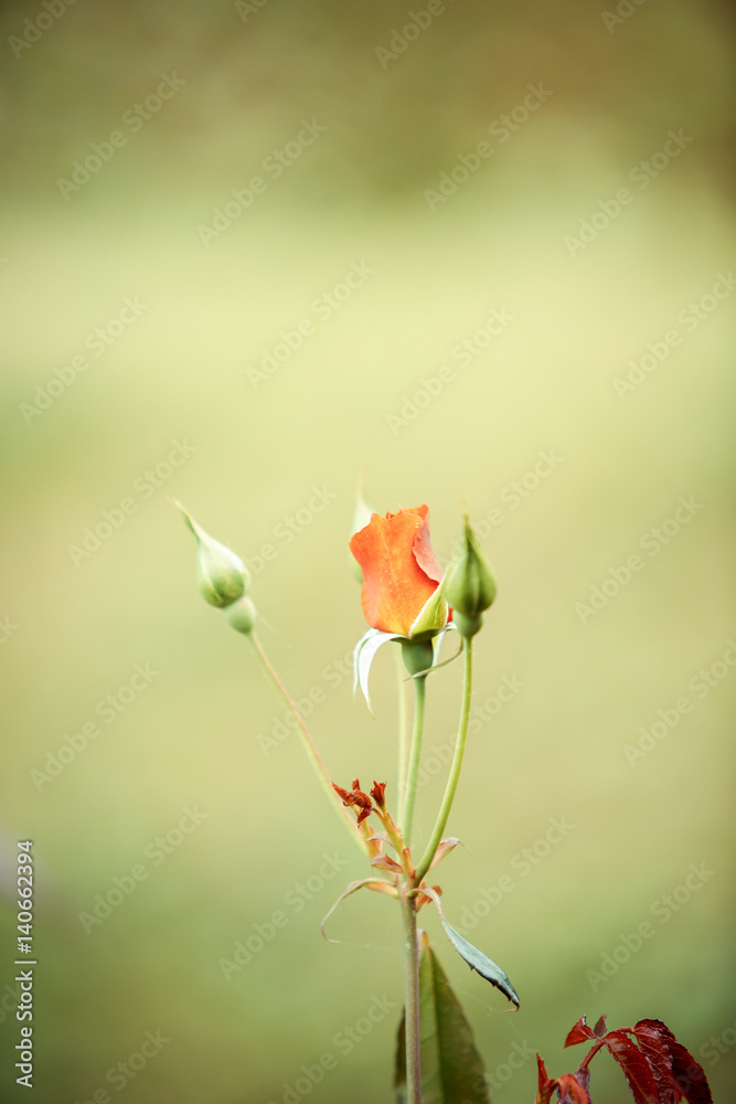 Fototapeta premium Rose flower in garden