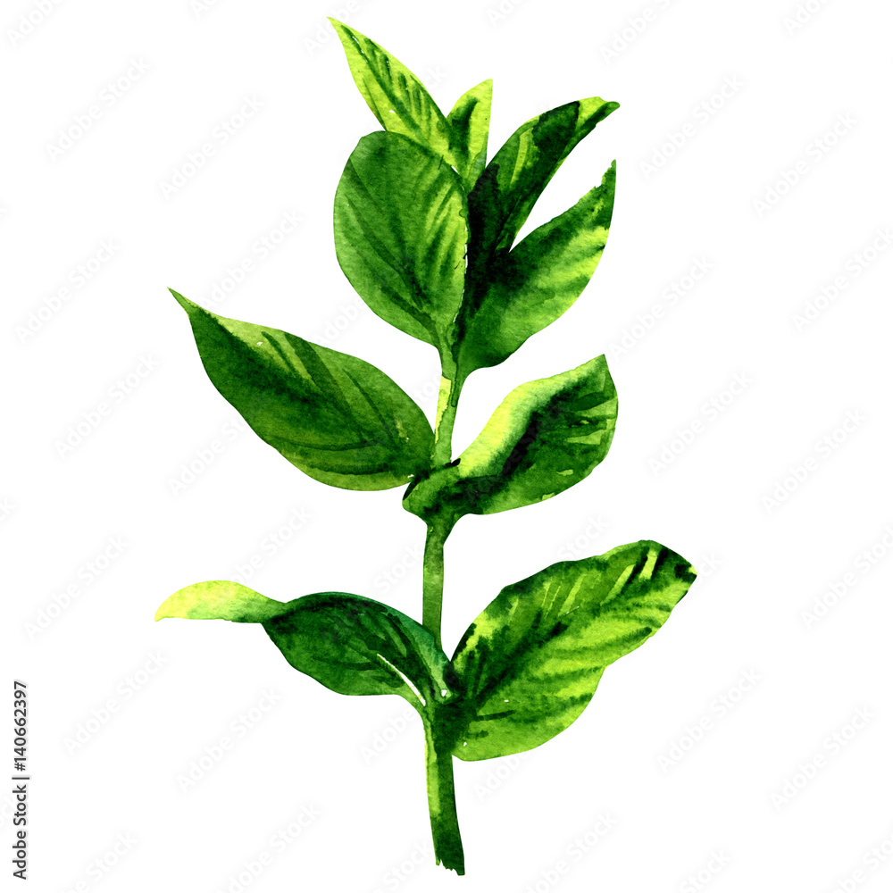 Fototapeta premium Branch of fresh raw green mint leaves, isolated, watercolor illustration on white