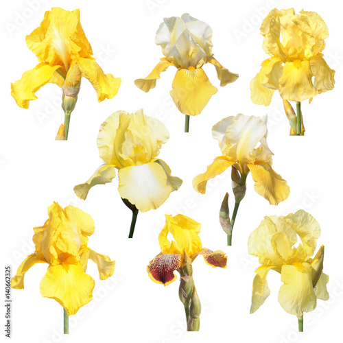 Set of yellow iris flowers isolated on white background