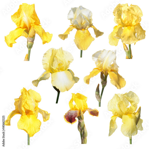 Fototapeta Naklejka Na Ścianę i Meble -  Set of yellow iris flowers isolated on white background