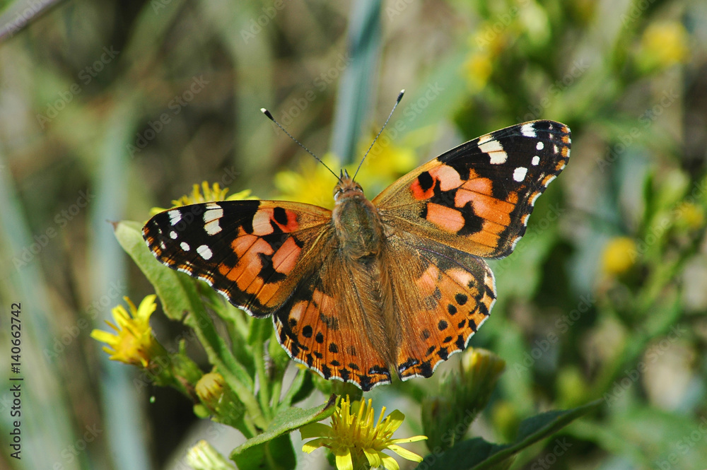 Delicate Painted lady butterfly in the garden under the morning sunshine Delicate Painted lady butterfly in the garden under the morning sunshine