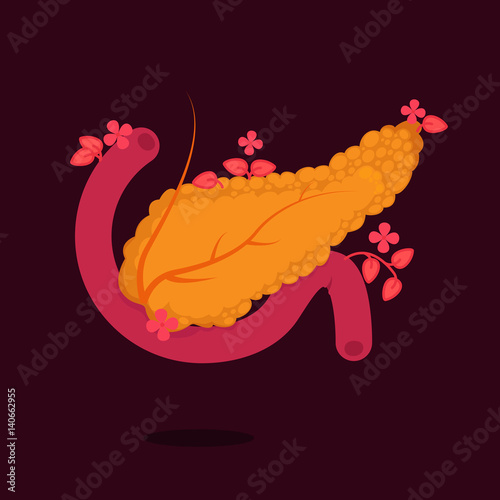 Pancreas vector illustration