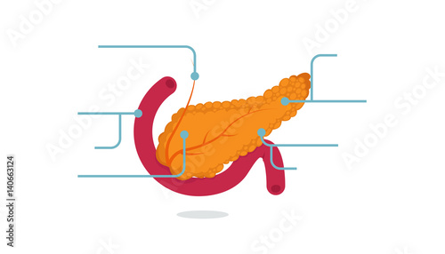 Pancreas vector illustration