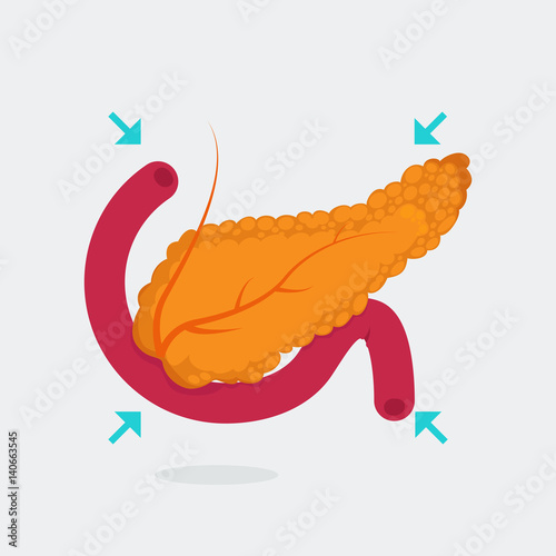 Pancreas vector illustration