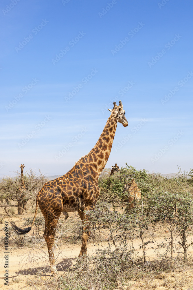 Obraz premium Flock of Giraffes among the trees on the savanna