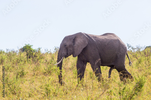 Elephant bull in the grass walks on savanna