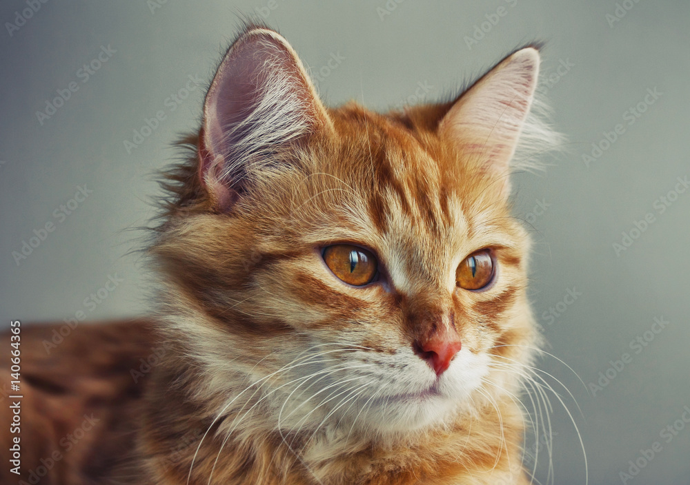 portrait of young red cat closeup