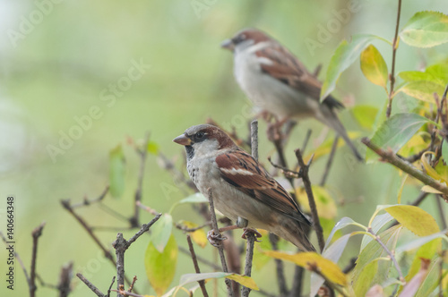 Two sparrows perched on a tree branch