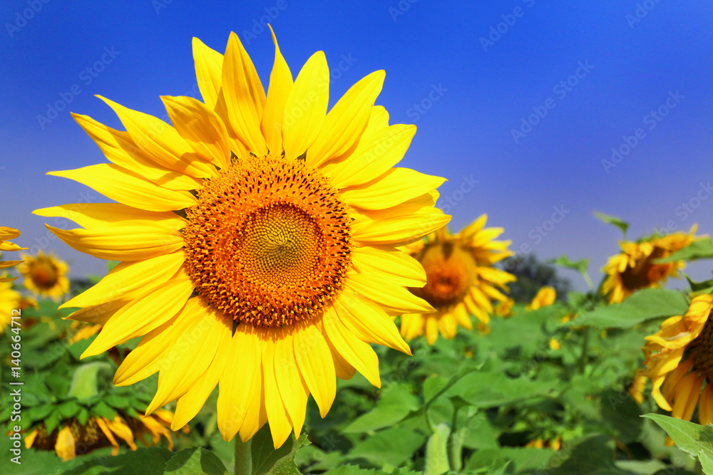 sunflower ,sunflower on blue sky background