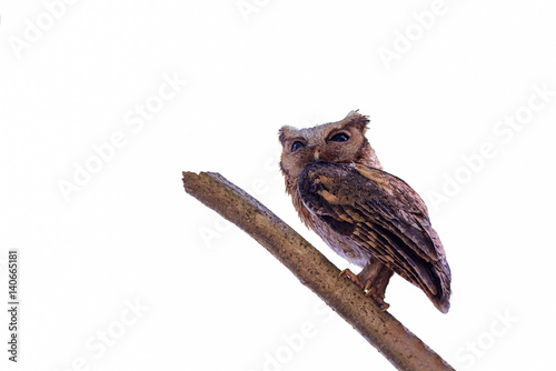 Collared scops owl or Otus lettia, beautiful bird isolated on branch with white background. photo