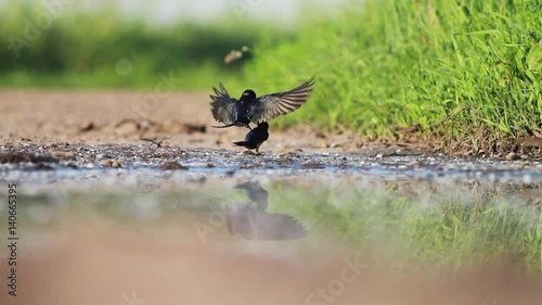 spring games swallows photo