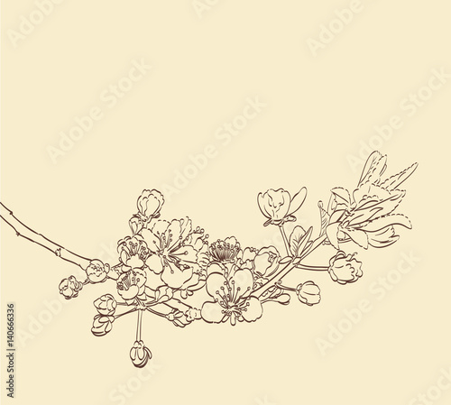 plum tree blossom flowers on branch. springtime vector hand drawn outline background illustration