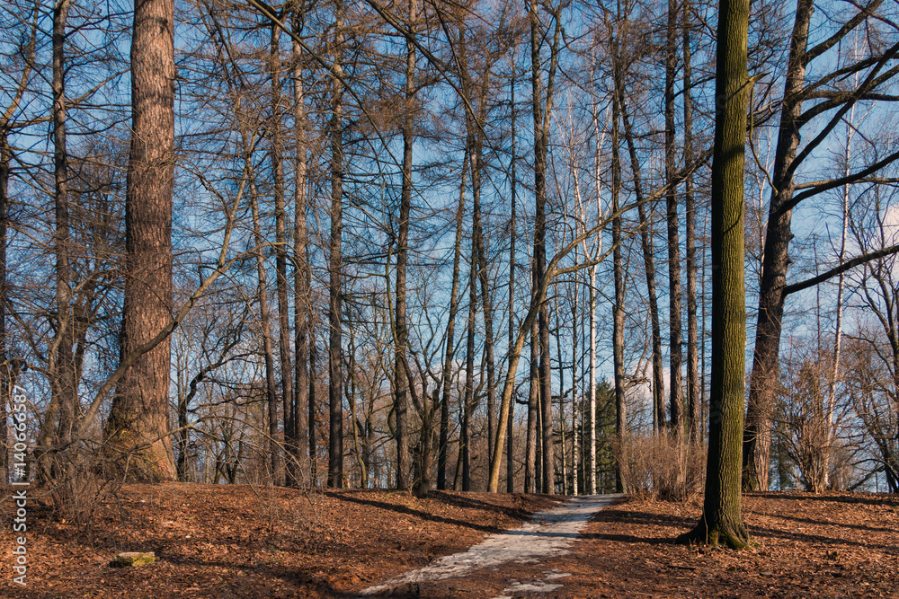 Fototapeta premium Spring park with melting snow against blue sky.