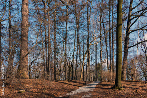 Spring park with melting snow against blue sky.